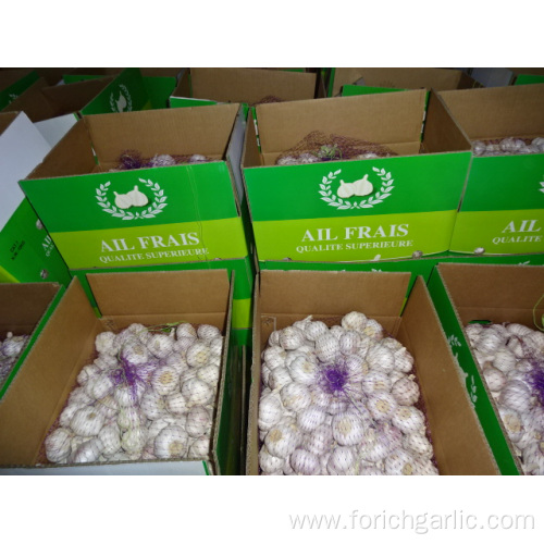 High Quality New Crop Normal White Garlic